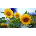 Tablou Canvas Flori Craiova - Camp de floarea soarelui - Persona Design 