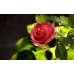 Tablou Canvas Flori Craiova - Roua pe trandafir - Persona Design 