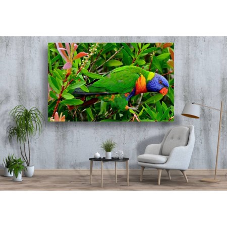 Tablou Canvas Animale Craiova -  Papagalul tricolor- Persona Design