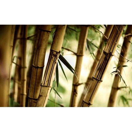 Fototapet Abstract Personalizat - Bambus