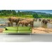 Fototapet Animale Personalizat - Elefanti