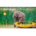 Fototapet Animale Personalizat - Puiul de Elefant