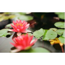 Fototapet Natura Personalizat - Lotus Rosu
