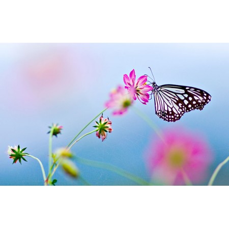 Fototapet Natura Personalizat - Fluture si Flori