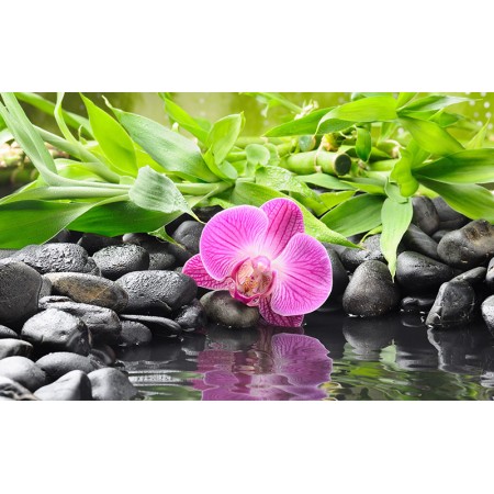 Fototapet Natura Personalizat - Orhideea roz