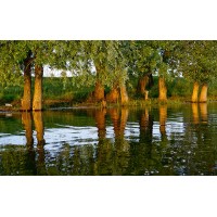 Fototapet Natura Personalizat - Lacul verde