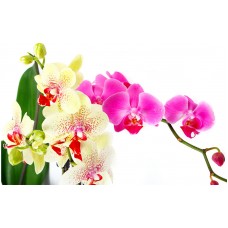 Fototapet Natura Personalizat - O Orhidee
