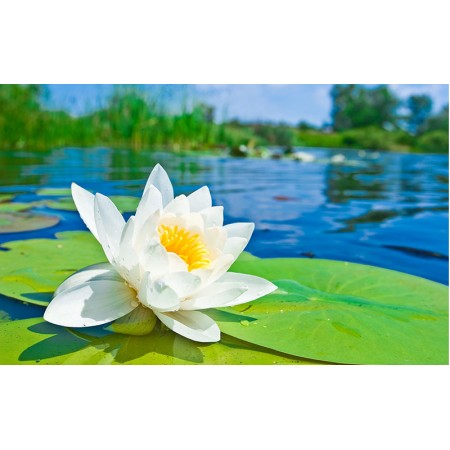 Fototapet Natura Personalizat - Lotus Alb