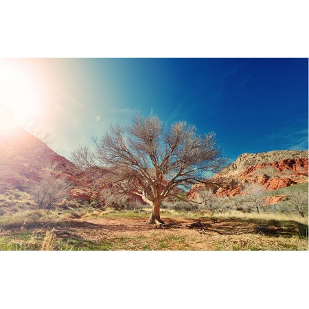 Fototapet Natura Personalizat - Rasarit in Desert
