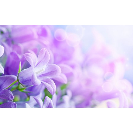Fototapet Natura Personalizat - Flori Violet